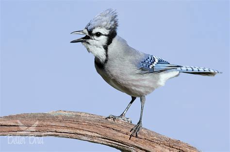 The Blue Jay is talented mimic. Its credible imitations of hawks and owls can frighten smaller birds into dropping their food, which the jay promptly takes! ... the male brings the female food as she incubates the eggs. He continues to feed the female and chicks for the first few days after hatching. Once the chicks fledge, they stay with their ...